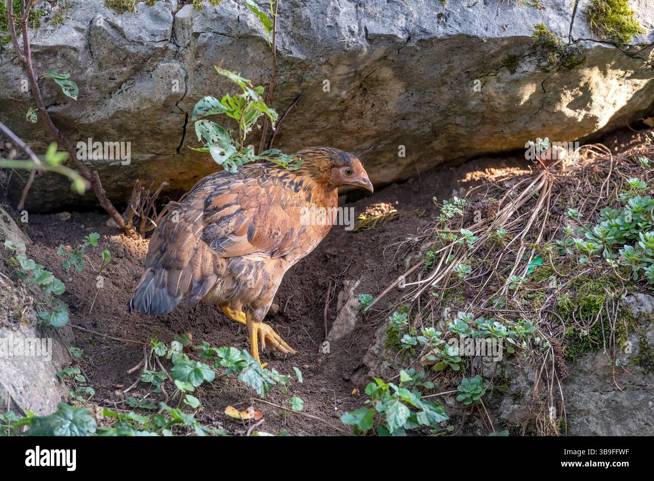 Free range chickens on a german farm Stock Photo