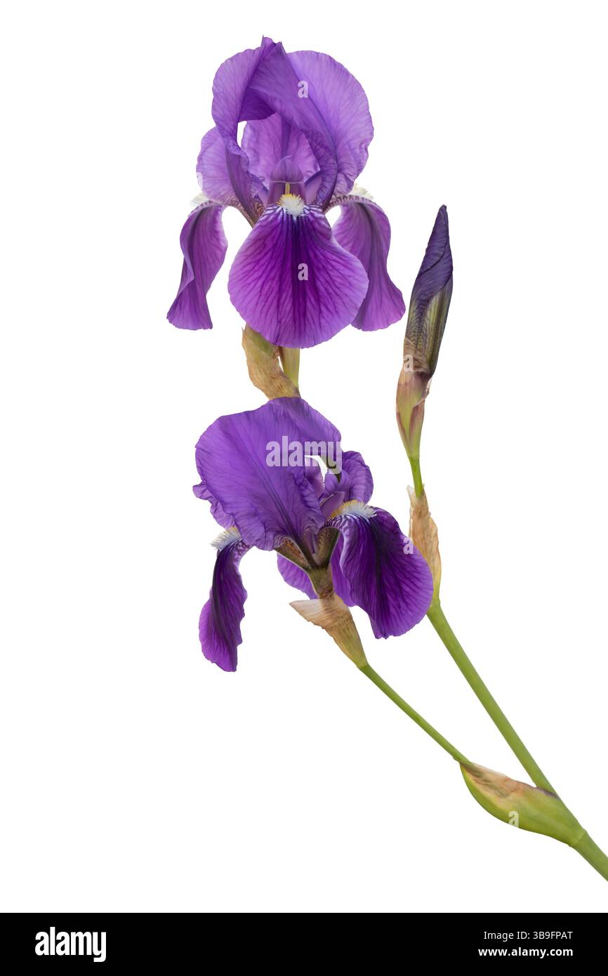 Blooming iris, cropped on a white background Stock Photo