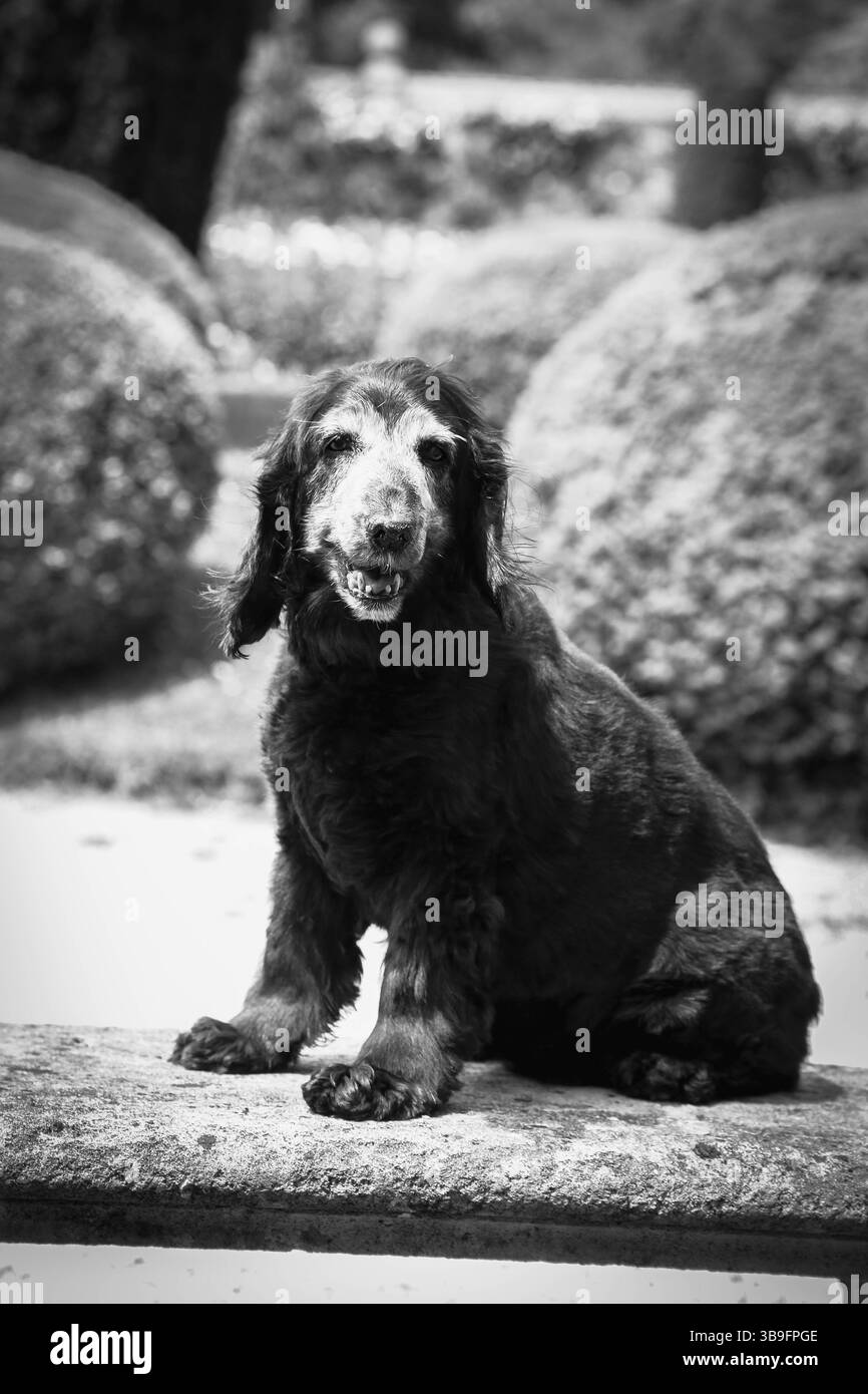 Nature with a face Black and White Stock Photos Images Alamy