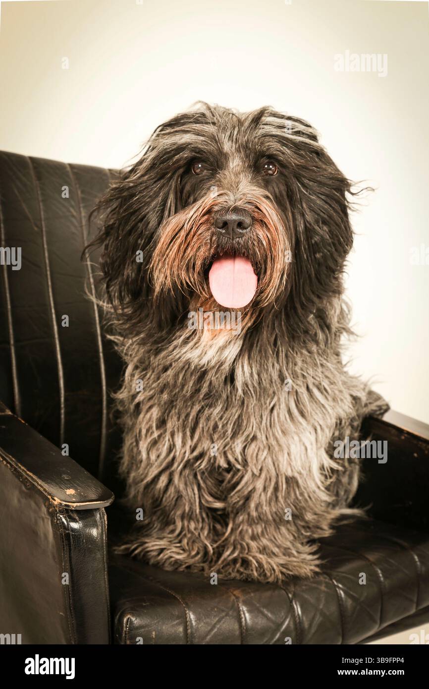 Dog sitting on chair hi-res stock photography and images - Alamy