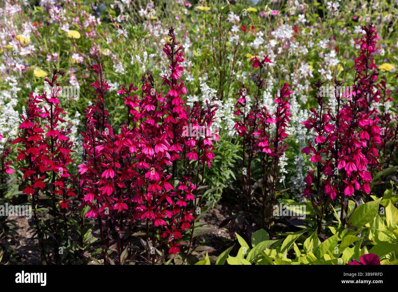 Lobelia speciosa (Lobelia speciosa) Starship Deep Rose Stock Photo