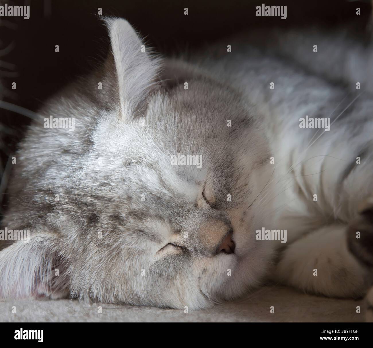 Close-up of a sleeping cute gray British Shorthair cat Stock Photo