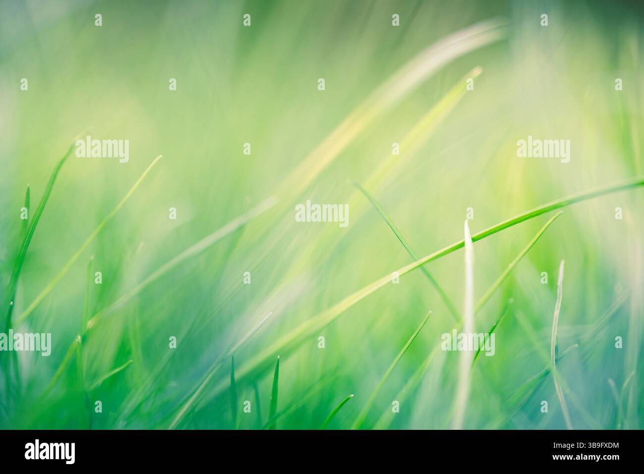 Blades of grass with shallow depth of field as background Stock Photo
