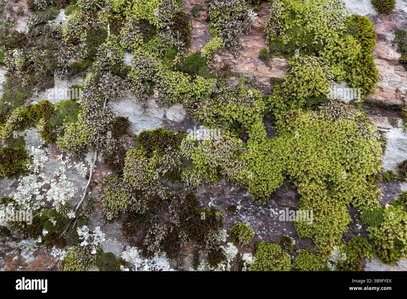 Wall covered with moss, close-up Stock Photo