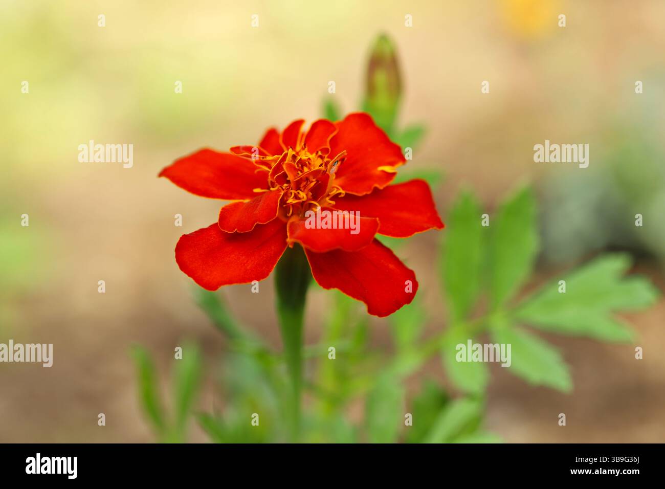 African marigold flower (Tagetes erecta) Stock Photo