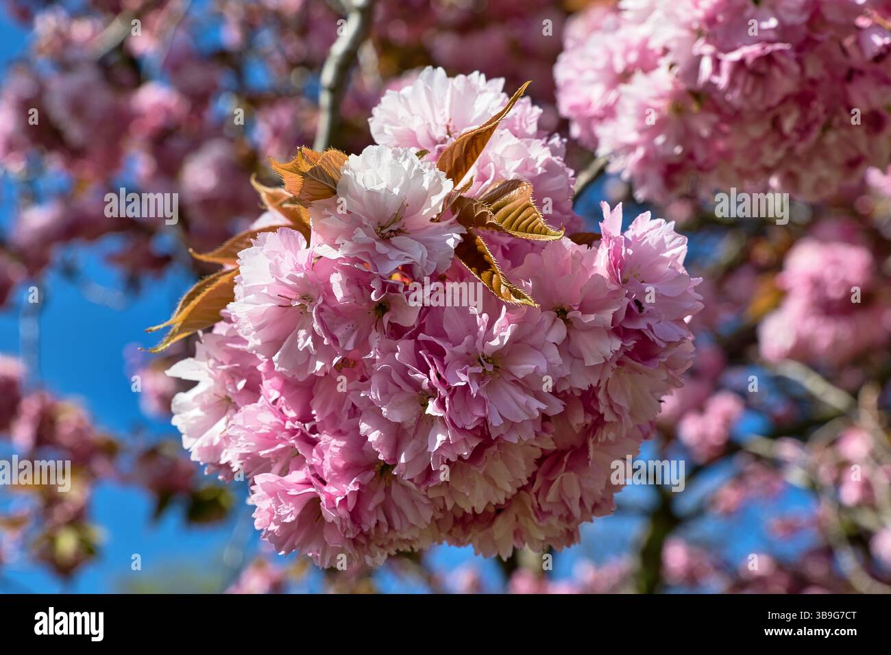 Dense cluster of white blossoms hi-res stock photography and images - Alamy