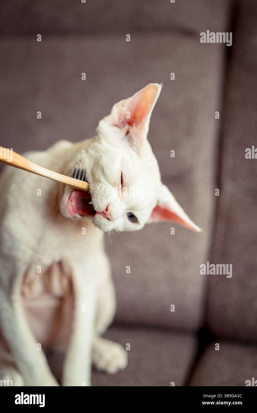 A playful devon rex cat nibbles on a toothbrush, showing curiosity and charm. The feline distinctive appearance and the cozy background create an ende Stock Photo