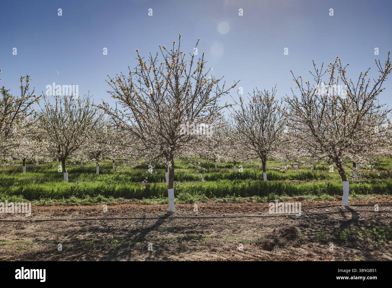 Spring Cone Tree Grove layout hi-res stock photography and images - Alamy
