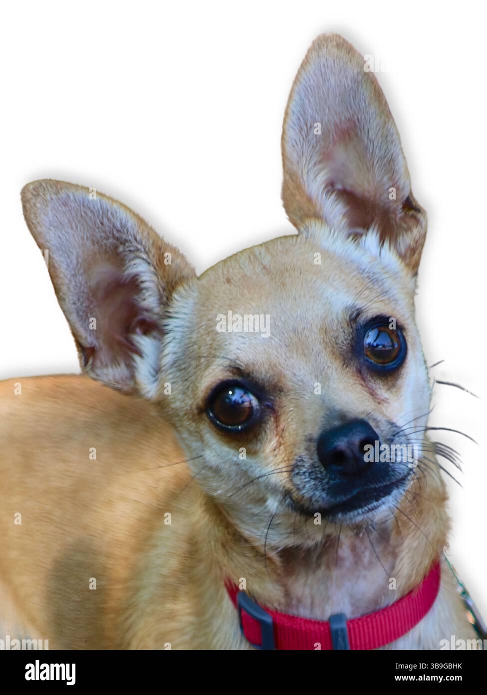 Close-up of a wide-eyed Chihuahua in a red collar with oversized ears and a slight head tilt, radiating innocence and curiosity on a soft white backgr Stock Photo