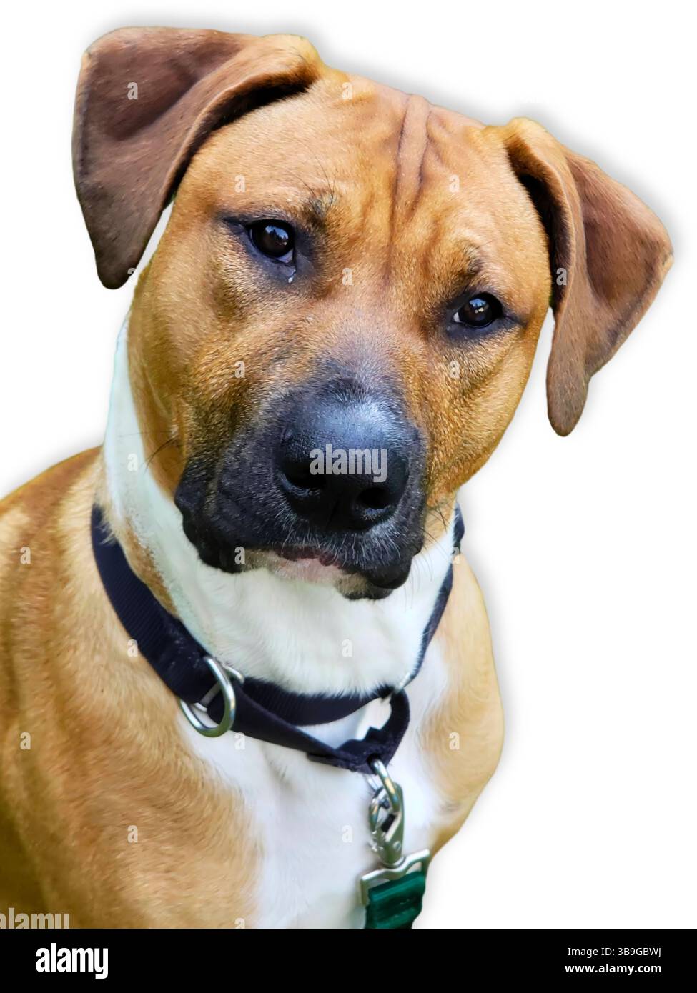 Close-up of a tan and white pit mix with soft brown eyes and a gentle head tilt, posed against a clean white background for a rescue-focused pet portr Stock Photo