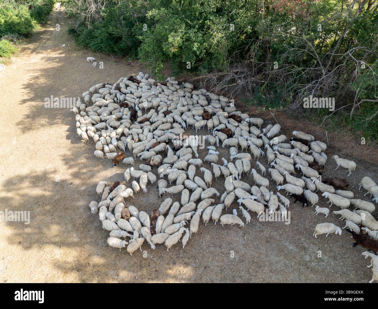Aerial view captures a large flock of sheep grazing along a rural path ...