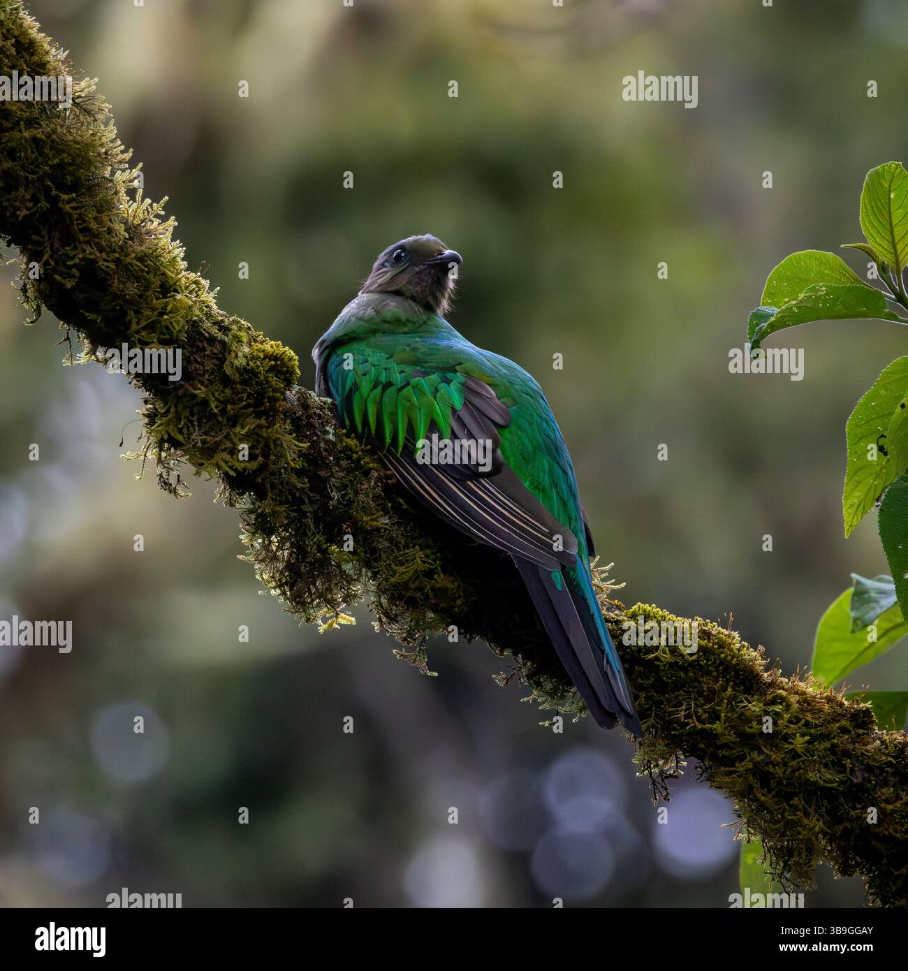 Resplendent Quetzal Female Stock Photo Alamy Resplendent Quetzal Female Stock Photo Alamy