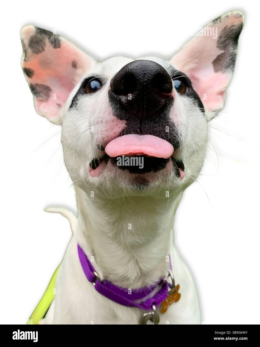Tongue Out, Nose First: A playful white mutt with black spots and upright ears stares close into the camera, tongue sticking out in a comical, express Stock Photo