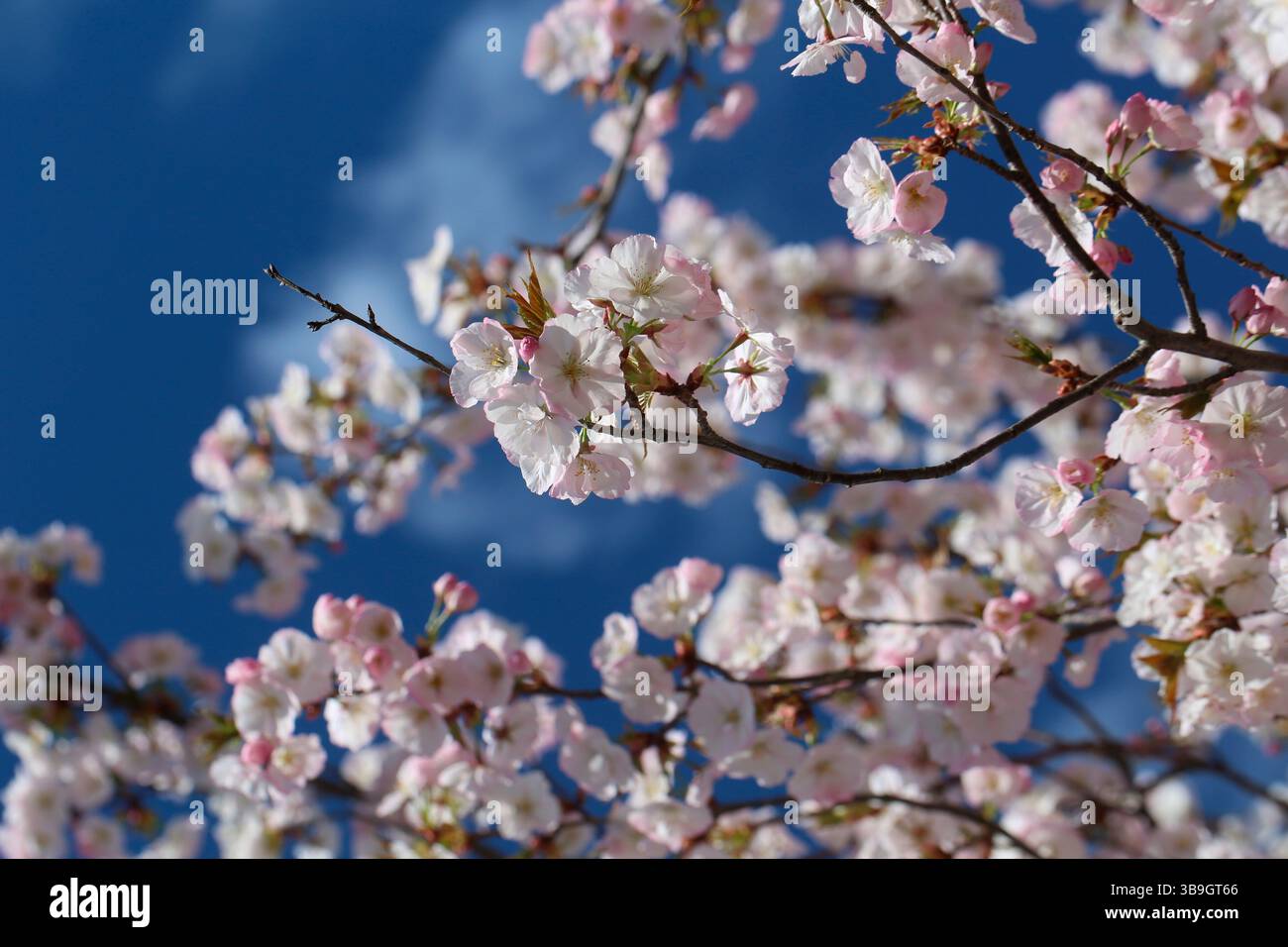 Japanese cherry blossoms sunset hi-res stock photography and images - Alamy