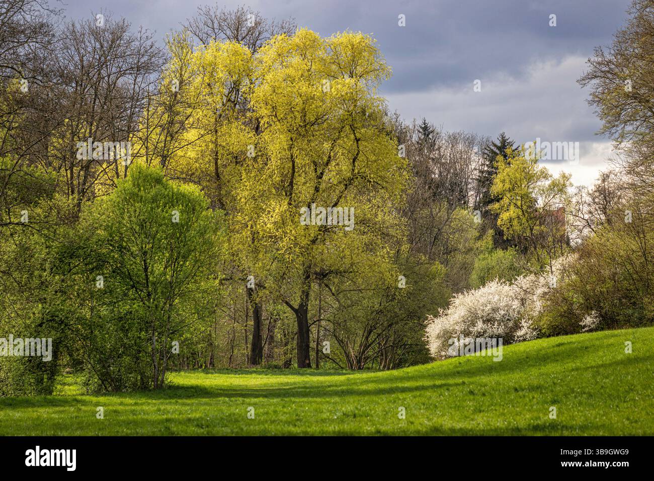 Clearing in the Weidach and Zettach forest nature reserve in spring ...