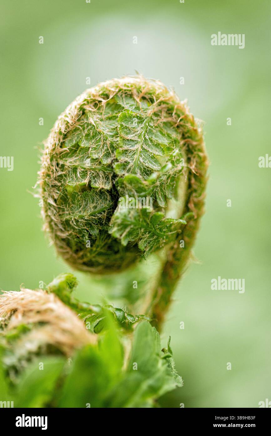 Curled fern frond hi-res stock photography and images - Alamy