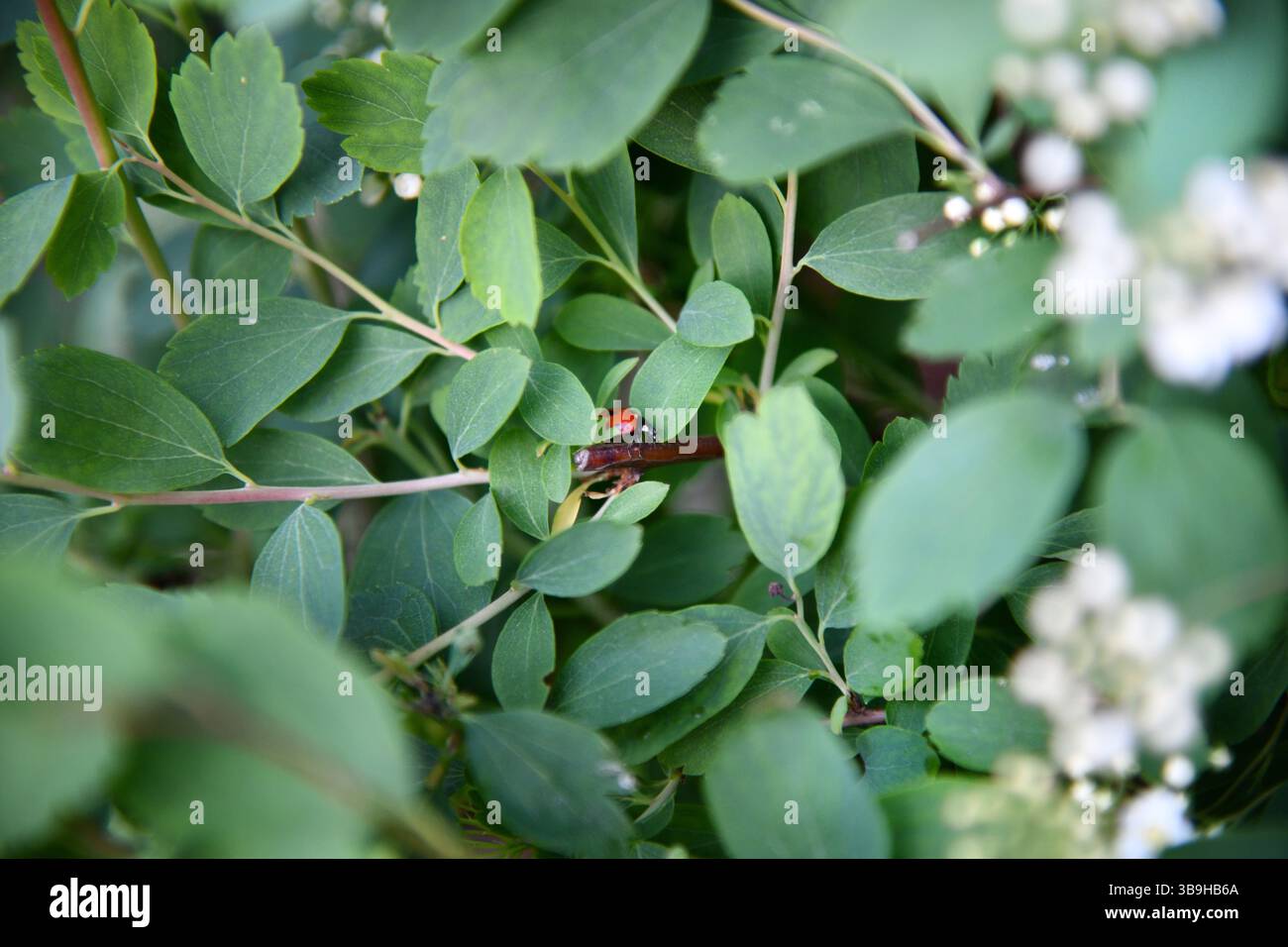 Beautiful red and black colored Asian Lady beetle or latin Harmonia axyridis on a green grass leaf in the beautiful morning light, good for multimedia Stock Photo
