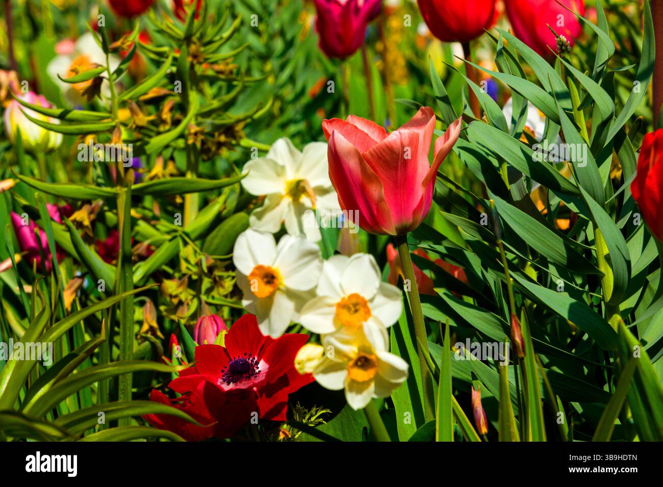 Flower bed with tulips and daffodils Stock Photo - Alamy