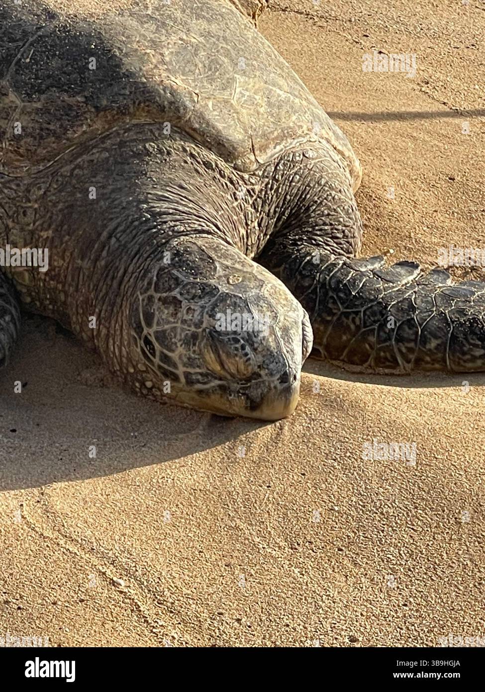 Sea Turtle beached in Honolulu Oahu Hawaii - Smartphone Captured Stock Image