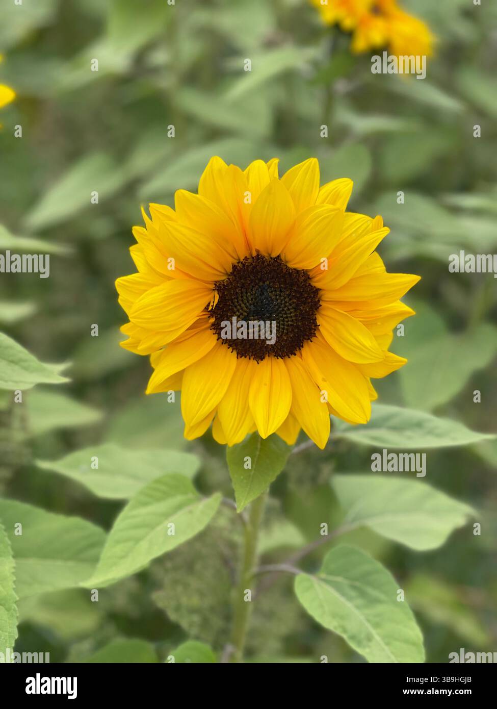 Sunflower focus - Smartphone Captured Stock Image