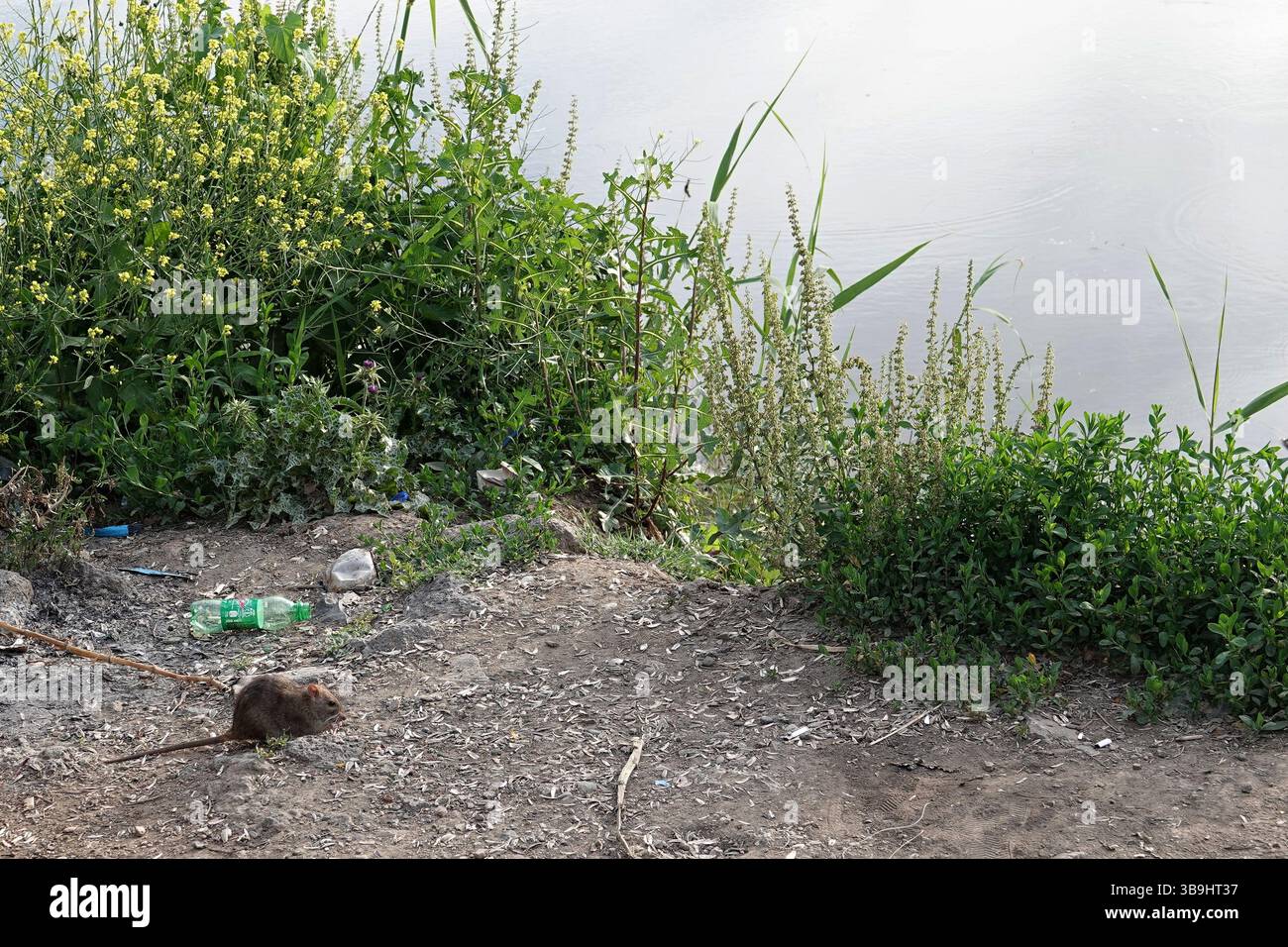 A mouse is seen feeding on garbage on the banks of the Tigris River. Due to the excessive pollution of water and the environment of Tigris, one of the largest rivers in the world passing through Turkey city of Diyarbakir, large mice appeared. Stock Photo