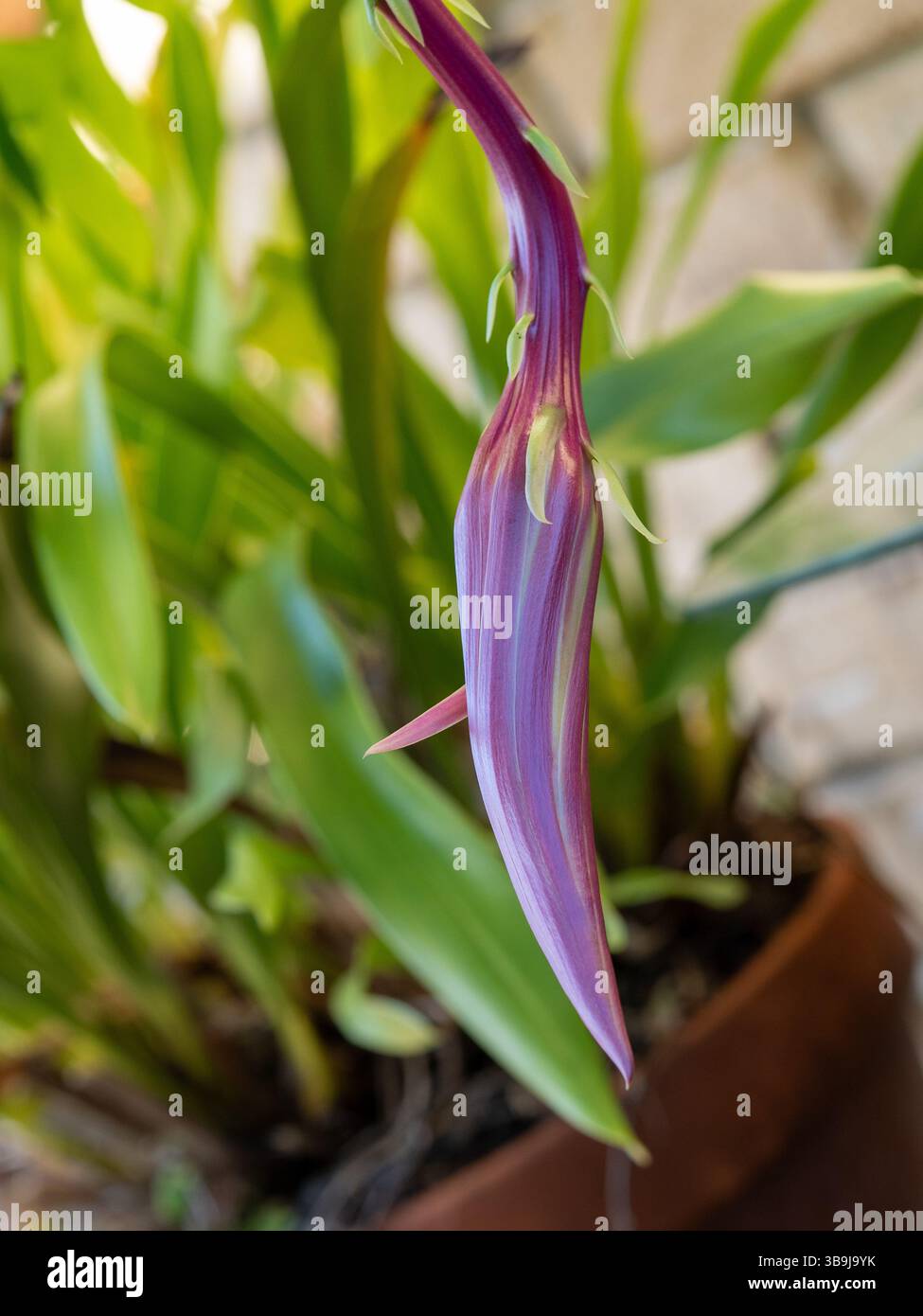 Fern leaf cactus, Marniera Cysocardium Heart of Gold, crimson pink bud  preparing to flower Stock Photo - Alamy