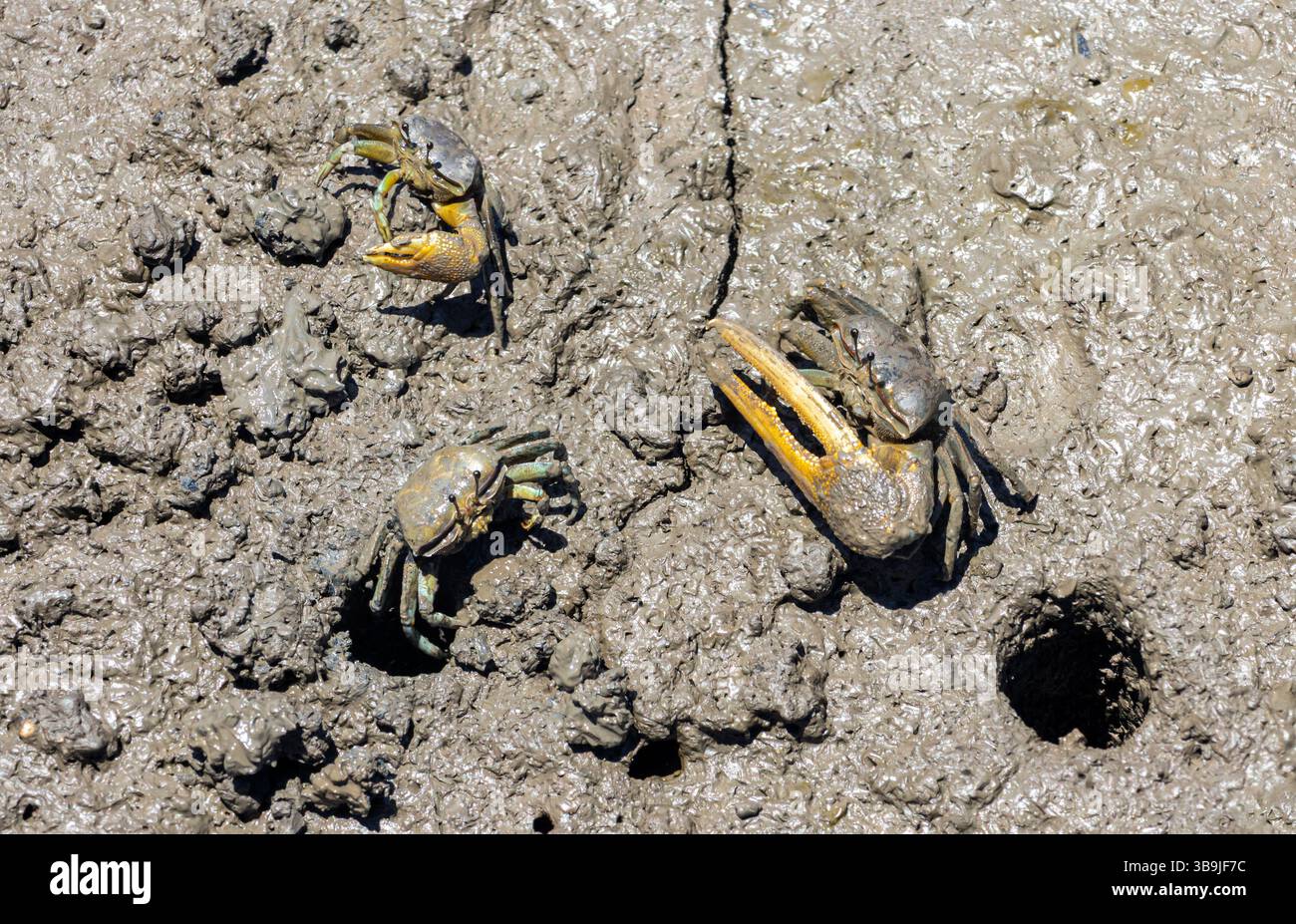 Fiddler crabs colony on the shore at low tide, Thailand Stock Photo