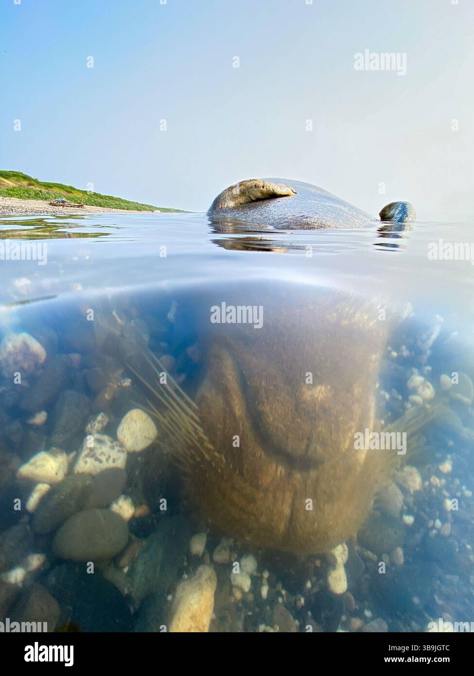 dead Arctic Bearded Seal floating upside down by the beach near Kotzebue, Alaska - Smartphone Captured Stock Image