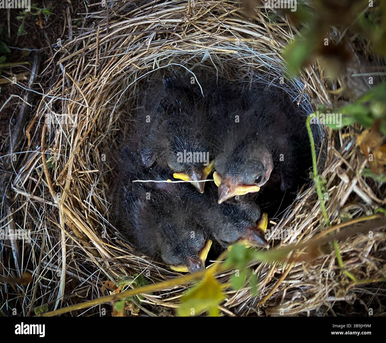 young chicks in a nest - Smartphone Captured Stock Image