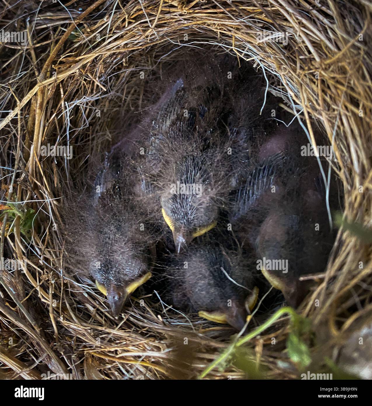 young chicks in a nest - Smartphone Captured Stock Image