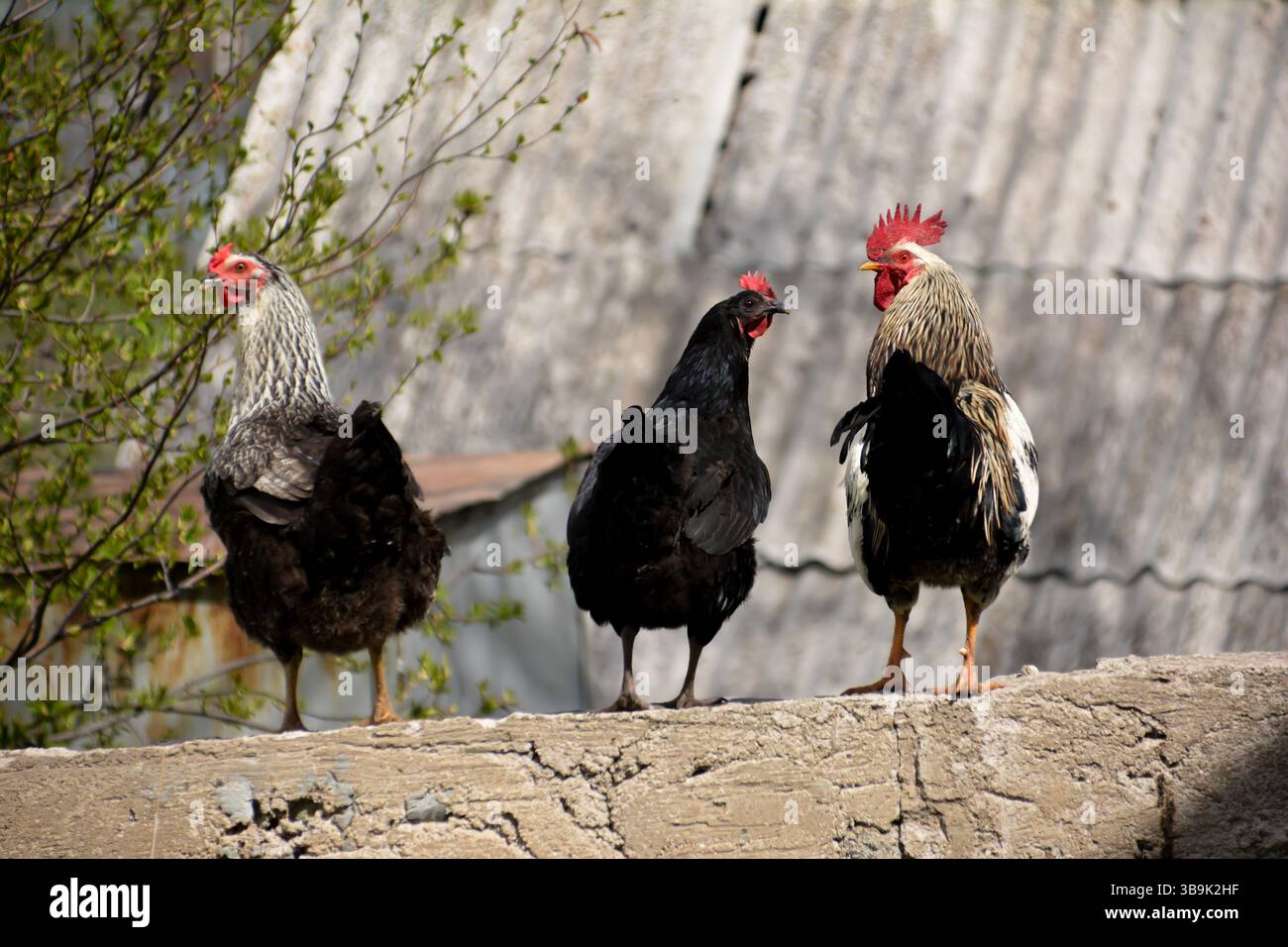 Red rooster hi-res stock photography and images - Page 21 - Alamy
