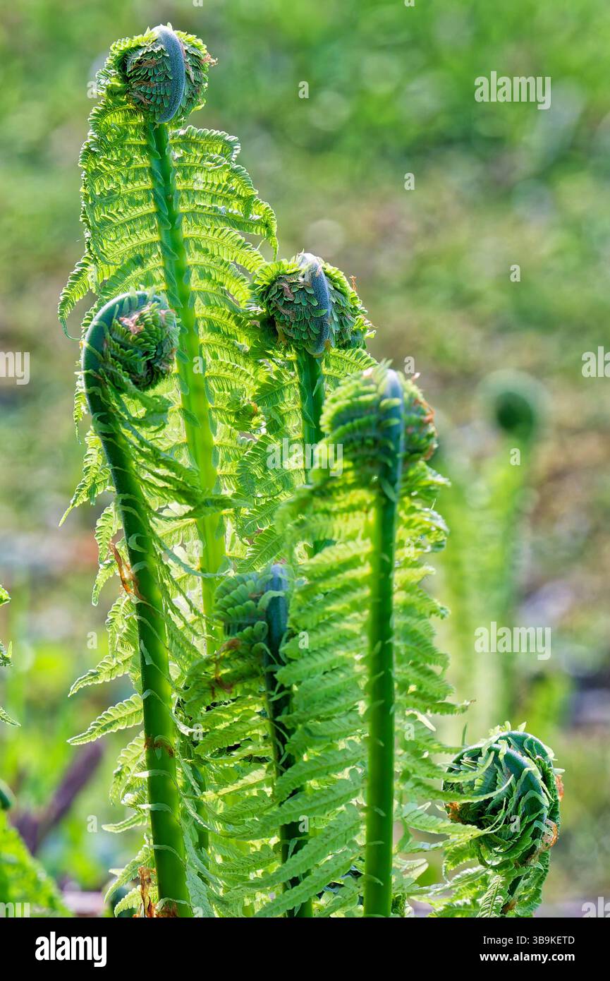 Farns hi-res stock photography and images - Alamy