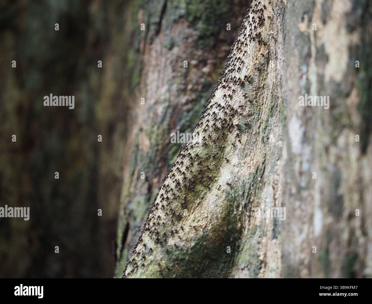 Ants/termites on tree bark Stock Photo