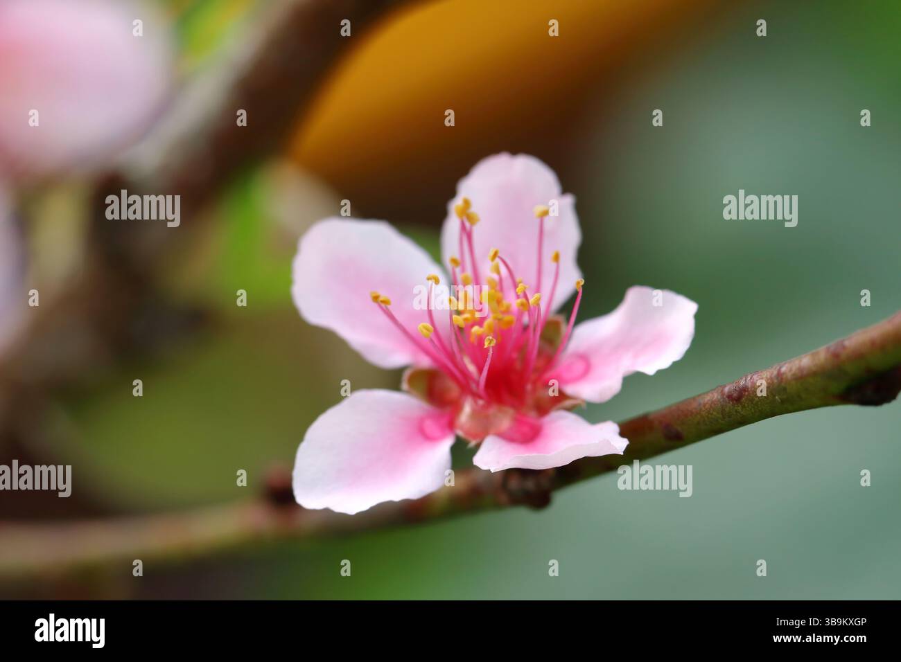 Closeup peach (Prunus persica) flower on the tree, selective focus on anther (stamen) Stock Photo