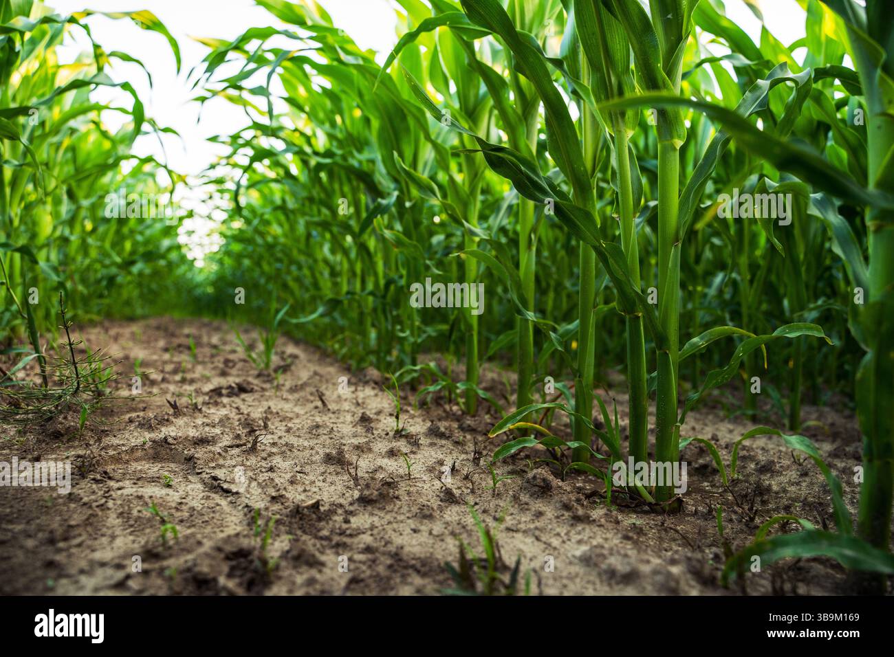 Perspective from the base of tall corn plants growing along tight rows ...