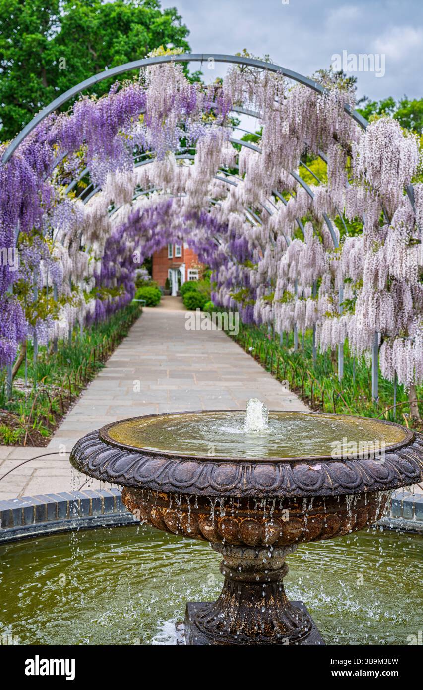 Light purple wisteria Kokuryu flowering in full bloom in spring in Wisteria Walk arch with fountain, RHS Garden Wisley, Surrey, south-east England Stock Photo