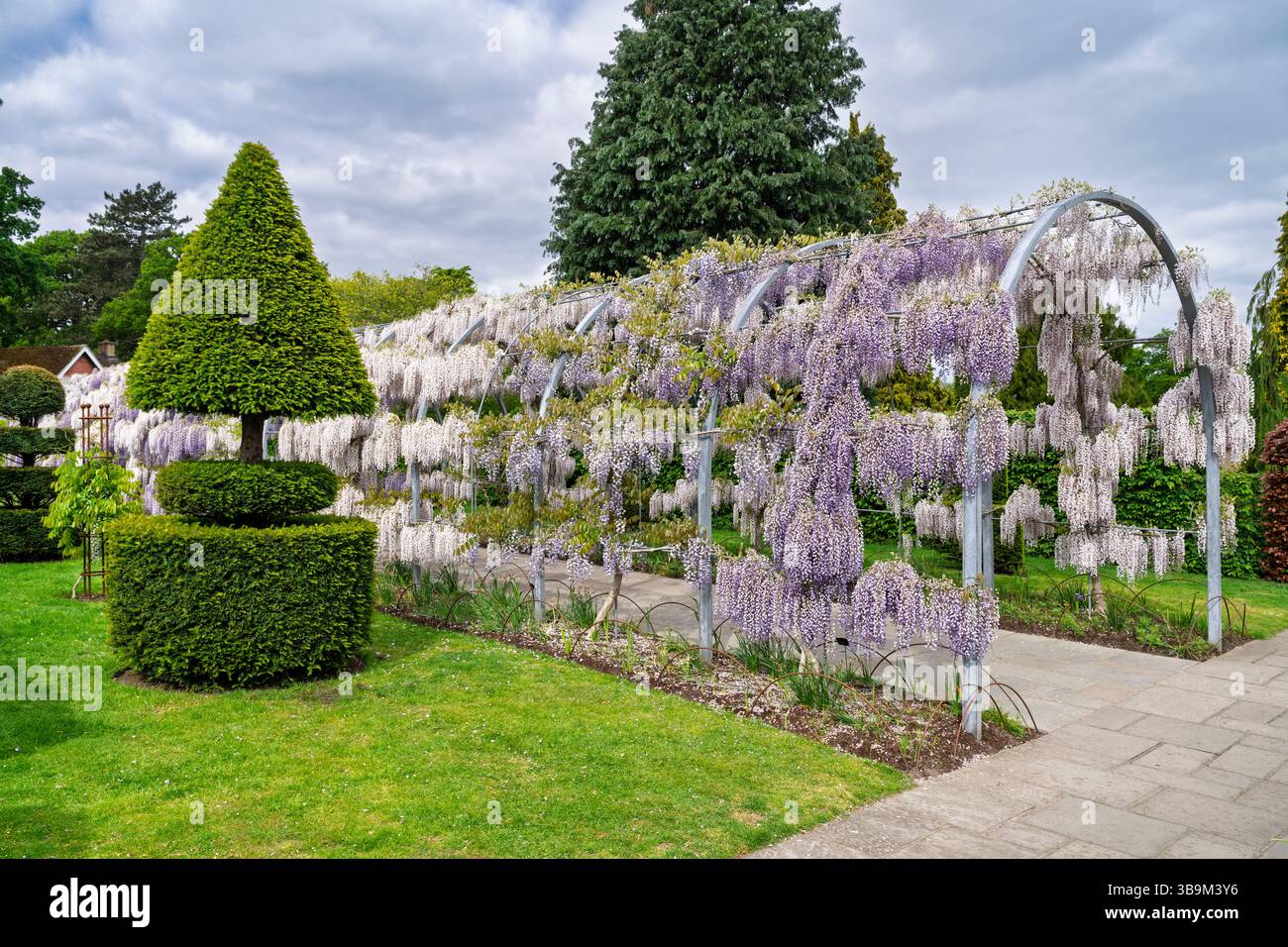 The Wisteria Walk arch and topiary, RHS Garden Wisley, Surrey, south-east England with light purple wisteria Kokuryu flowering in full bloom in spring Stock Photo