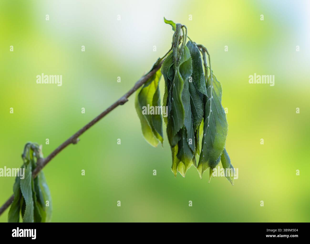 Recurring Spring Withered young actinidia shoot, affected by recurrent spring frosts ...