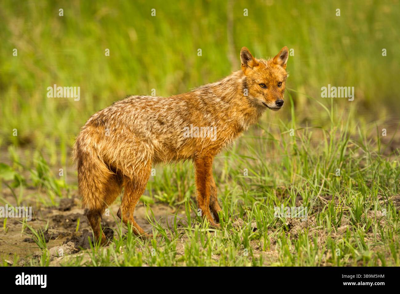 European jackal (Canis aureus moreoticus) among grasses, side view with head turned towards viewer - Stock Image