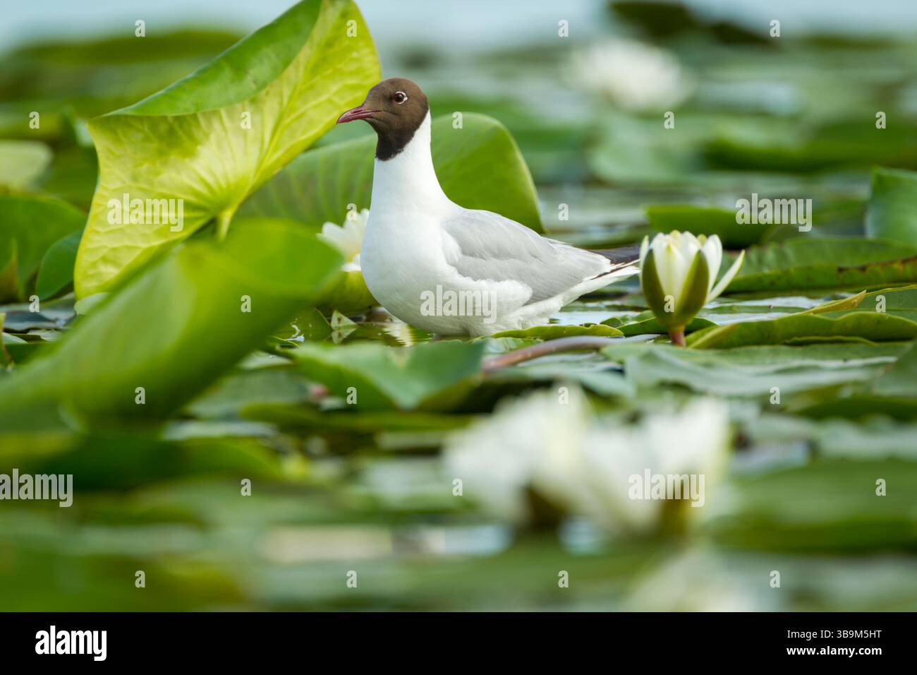 Black-headed gull (Chroicocephalus ridibundus) adult standing on lily pads and among white lily flowers in the Danube Delta region - Stock Image