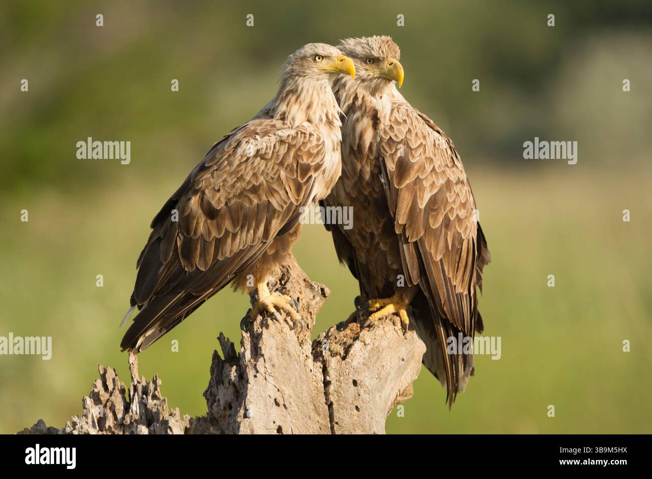 White-tailed eagle (Haliaeetus albicilla) adult female (l) and male (r) breeding pair  perched on a rotting tree stump, with both looking to the right - Stock Image