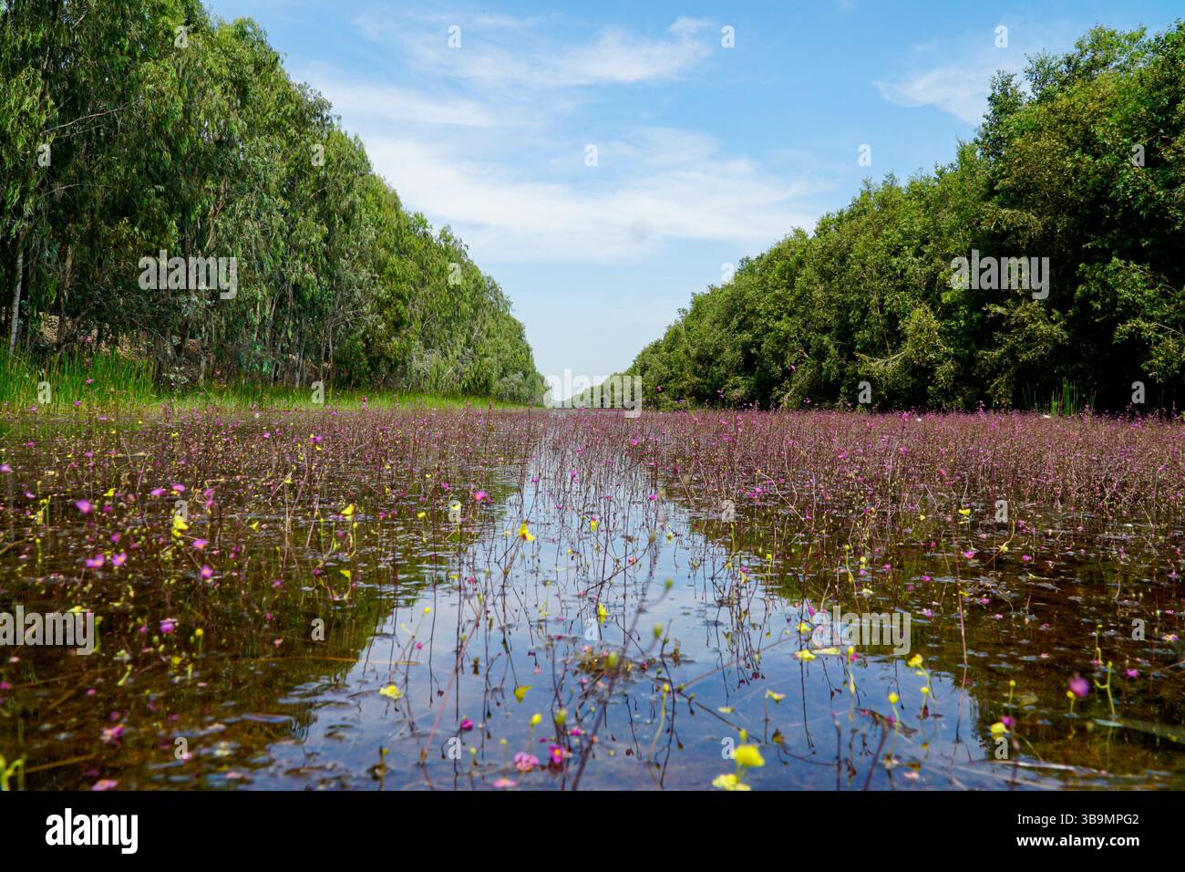 Burmese boat painting hi-res stock photography and images - Alamy