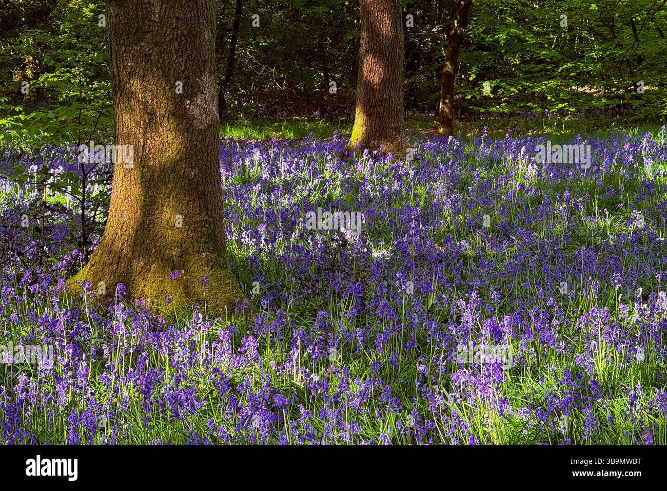 Bluebells in Dappled sun at Rivington near Chorley in Lancashire - Smartphone Captured Stock Image