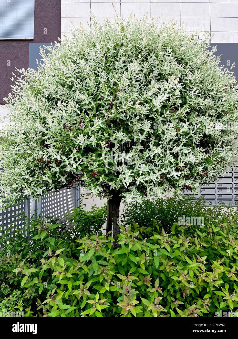 Japanese Willow or Salix integra 'Hakuro-Nishiki' in Spring bloom, Nishiki Flamingo, Flamingo Willow, Dappled Willow, Dappled Japanese Willow - Smartphone Captured Stock Image