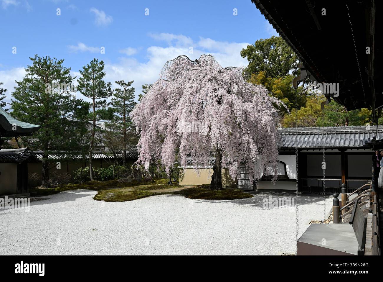 Weeping cherry blossoms at Kodaiji temple in Kyoto,Japan. Stock Photo