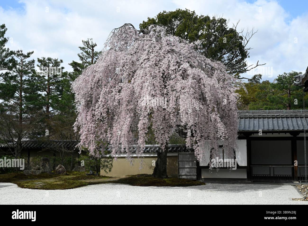 Weeping cherry blossoms at Kodaiji temple in Kyoto,Japan. Stock Photo