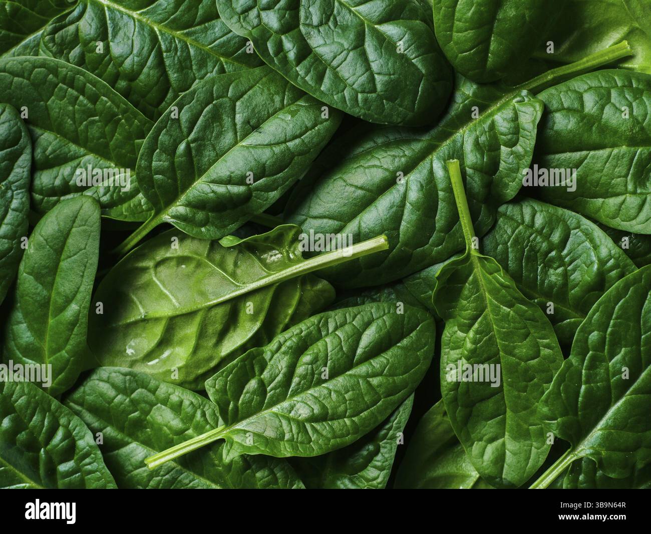 Pattern from baby spinach leaves. Fresh green baby spinach. Top view or ...