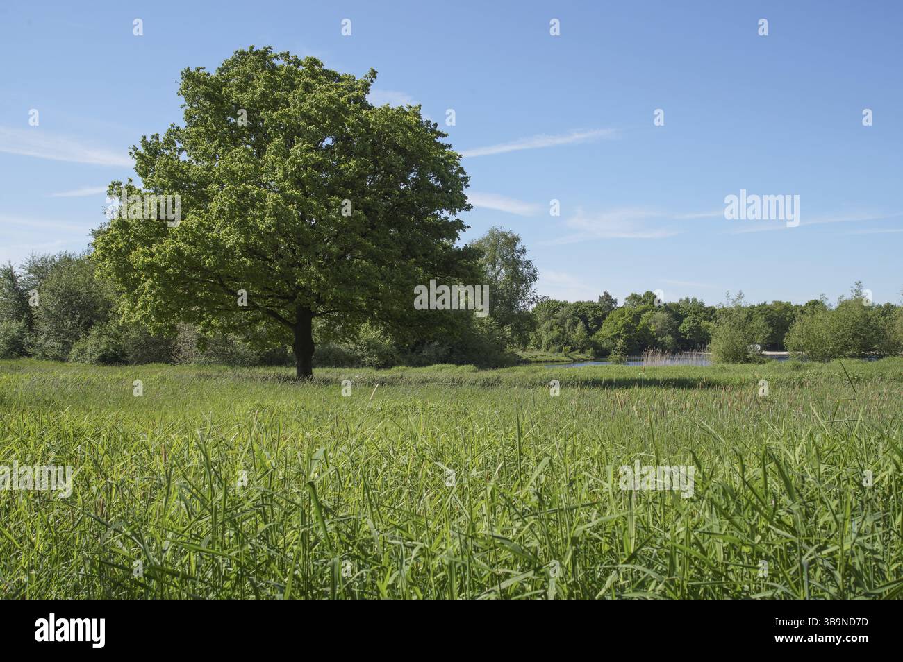 Promonient Tree Scenic view of a wetland area featuring a prominent tree, tall grass ...