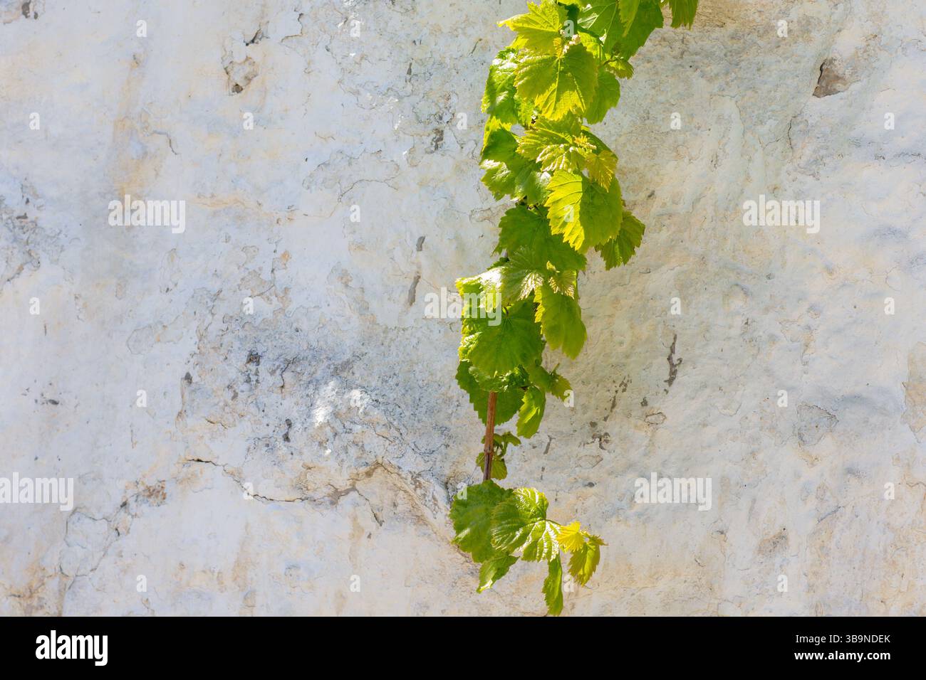 Grape vine climbing on a white stone wall Stock Photo