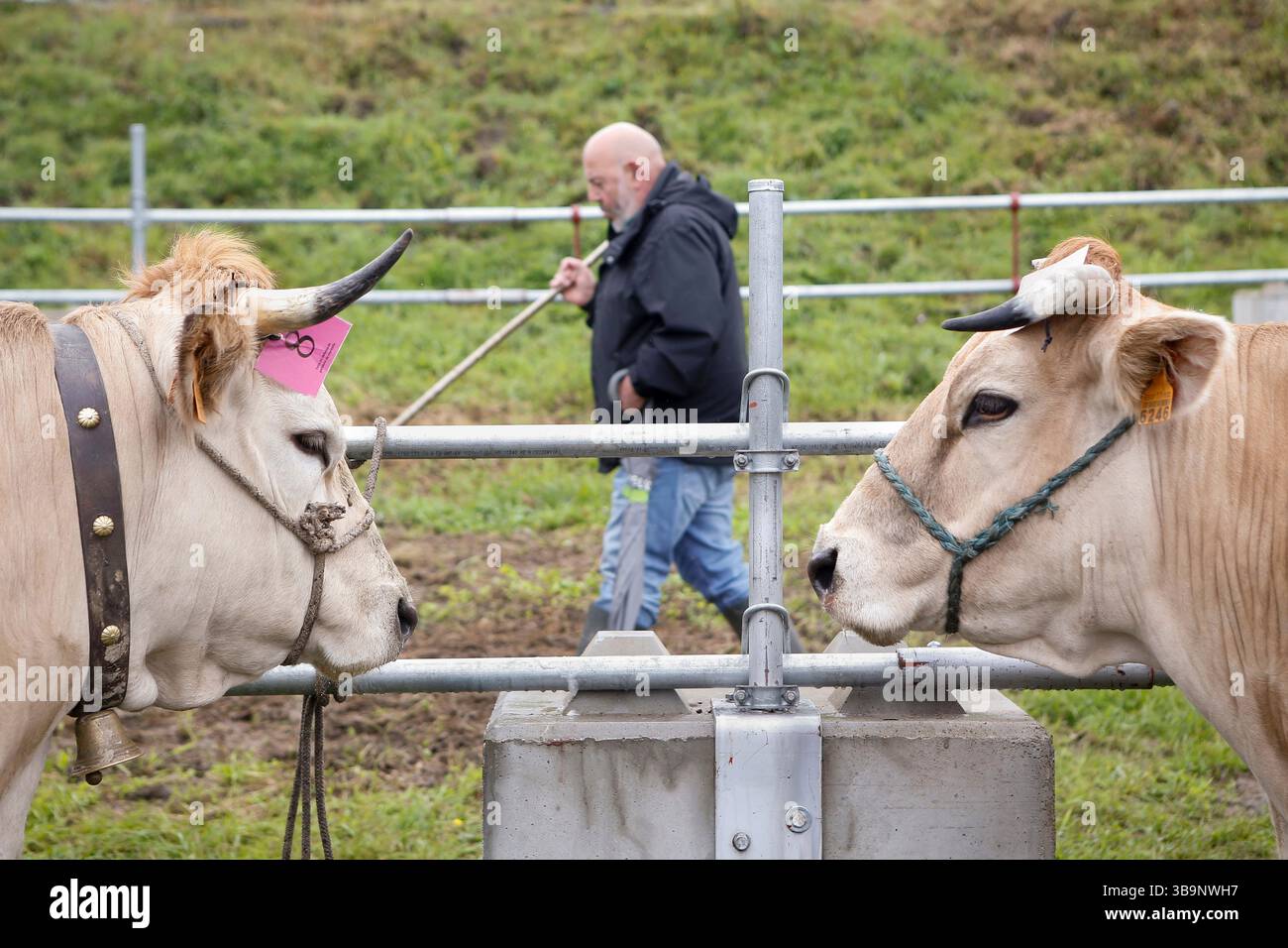 V. Fair Livestock during the V Fair in defense of the mountain livestock farmer ...